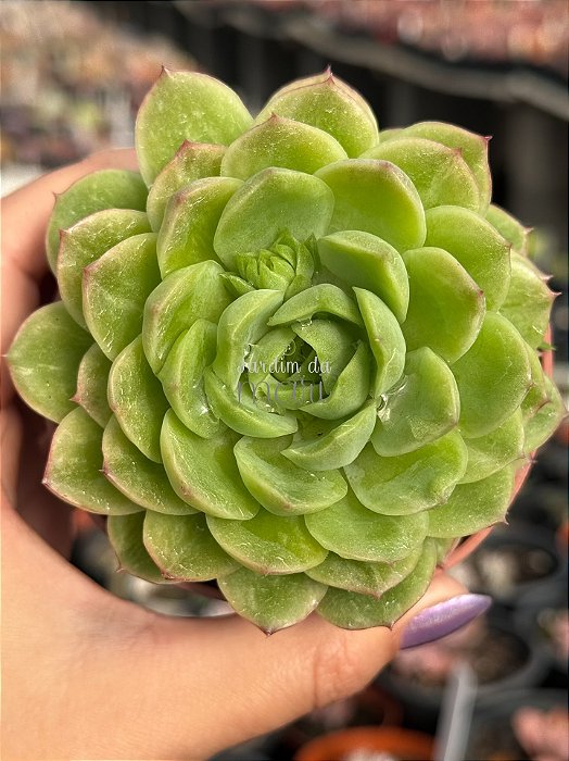 Echeveria lime and chime