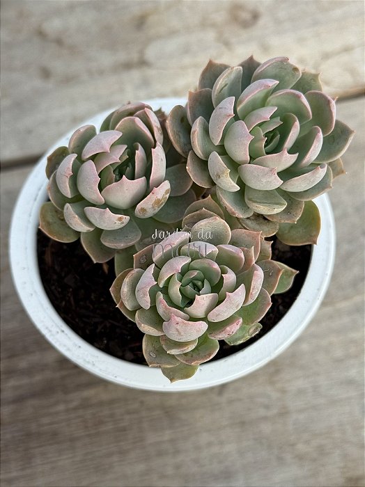 Echeveria angel