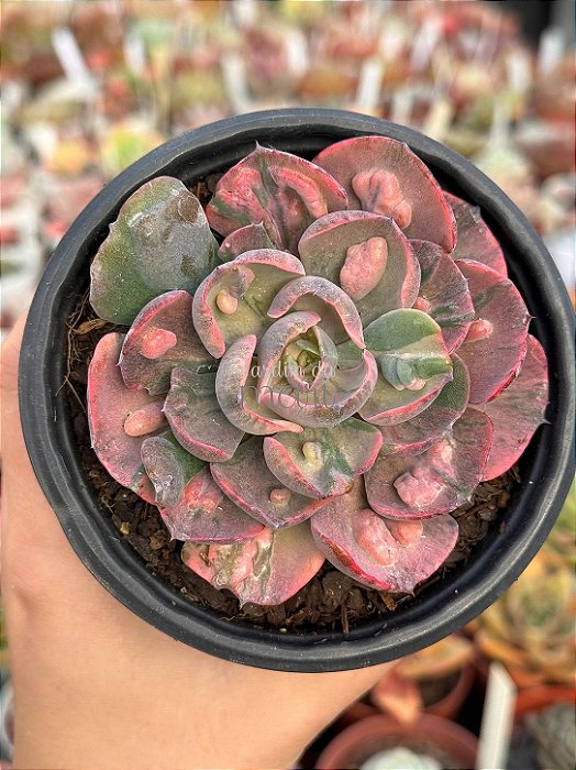 Echeveria beyonce rainbow