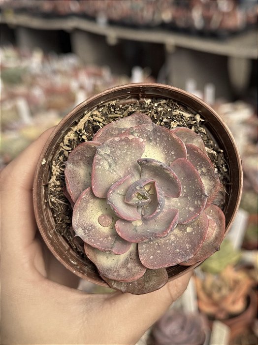 Echeveria beyonce rainbow