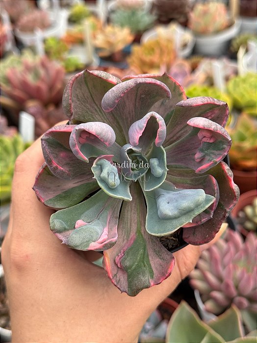 Echeveria beyonce rainbow