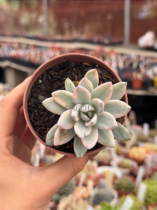 Pachyveria simonoasa variegata
