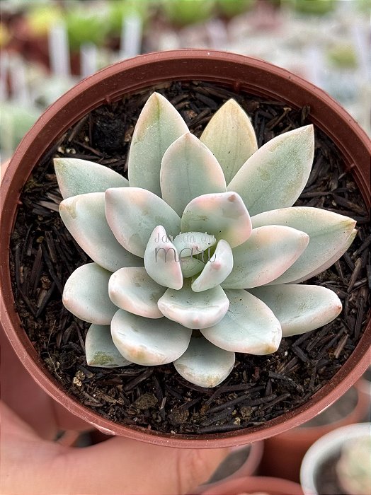 Pachyveria simonoasa variegata
