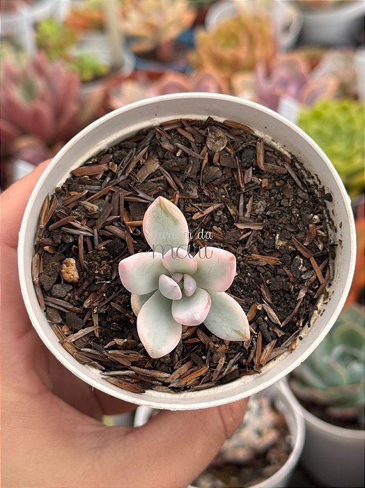 Pachyveria simonoasa variegata