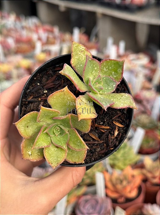 Aeonium híbrido de Lemon lime (semente)