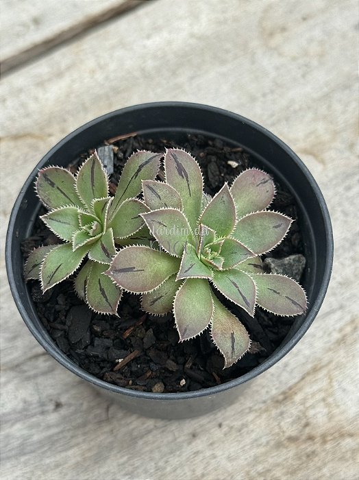Aeonium híbrido de Lemon lime (semente)