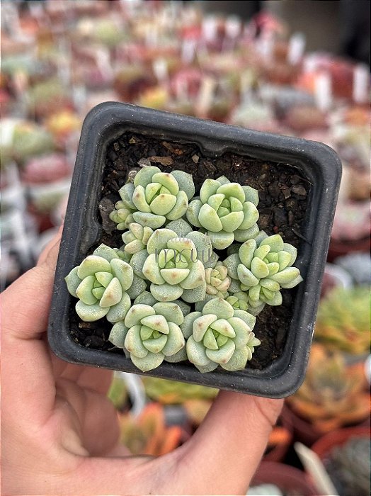 Sedum perez de la rosae