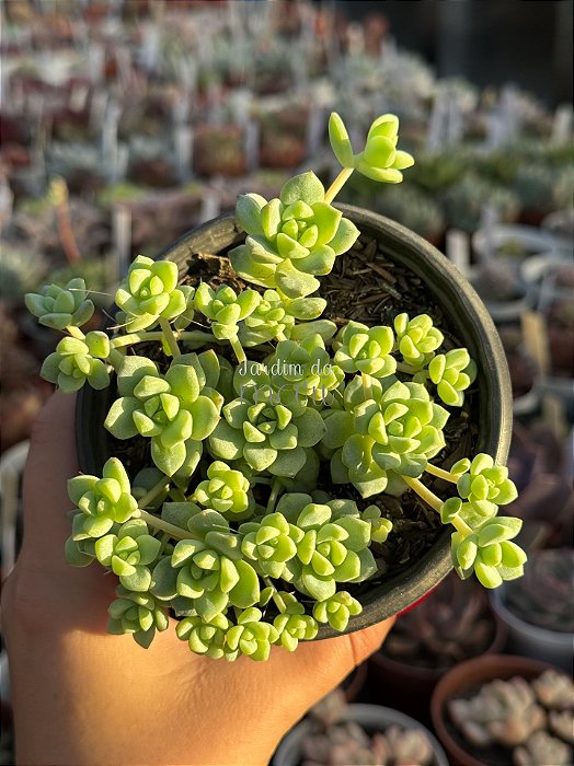 Sedum perez de la rosae
