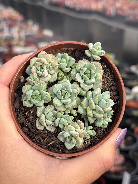 Sedum perez de la rosae