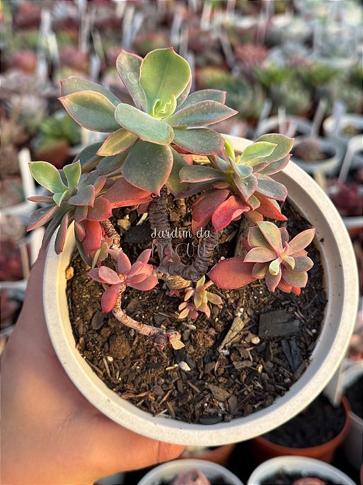 Echeveria golden tower (colônia)