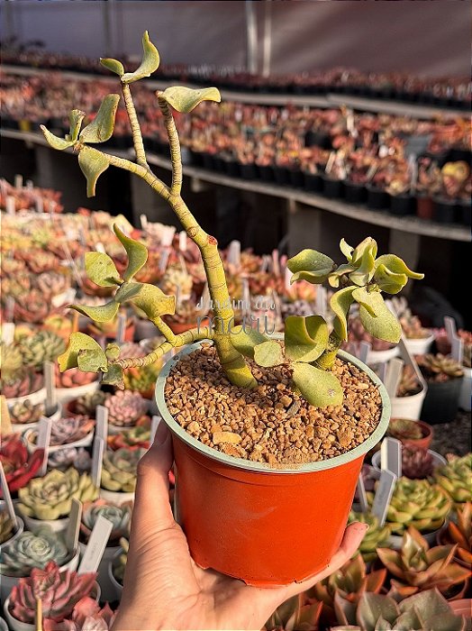 Crassula arborescens (sem raiz) 01