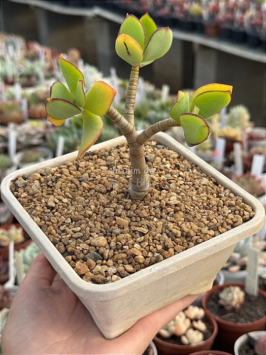 Crassula arborescens (bonsai)
