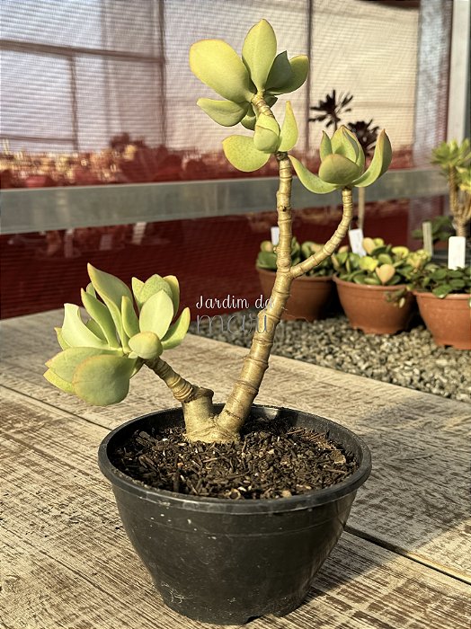 Crassula arborescens (bonsai)