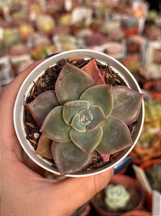 Graptoveria albert baynes