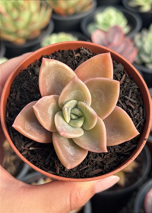 Graptoveria albert baynes