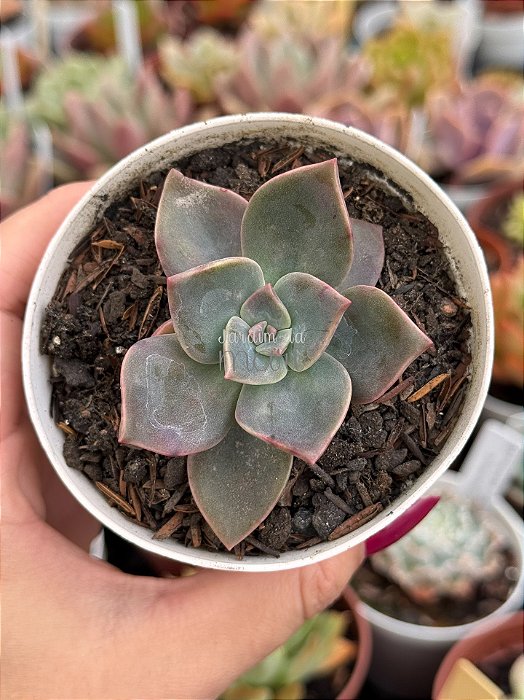 Graptoveria albert baynes (sem raiz)