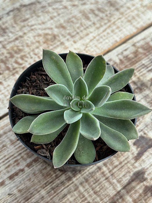 Echeveria setosa hb.