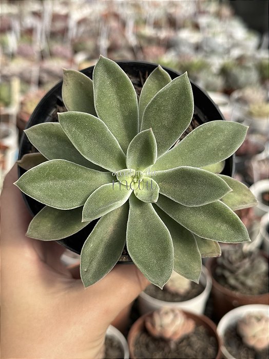 Echeveria setosa híbrida