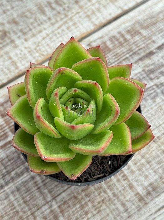 Echeveria agavoides híbrida