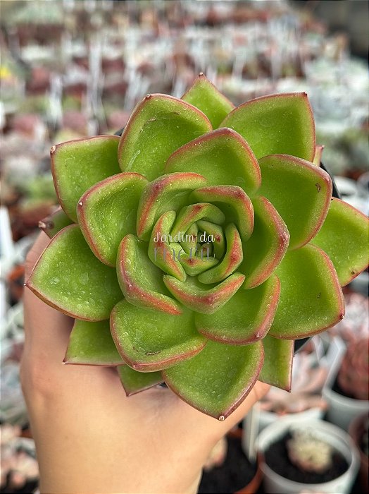 Echeveria agavoides híbrida
