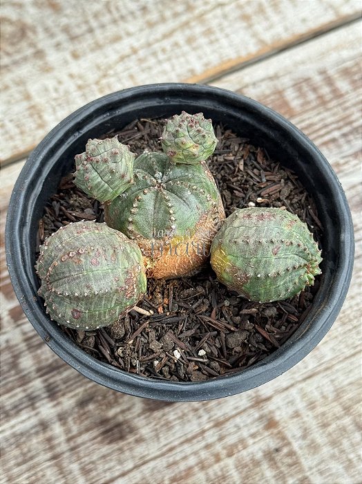 Euphorbia globosa