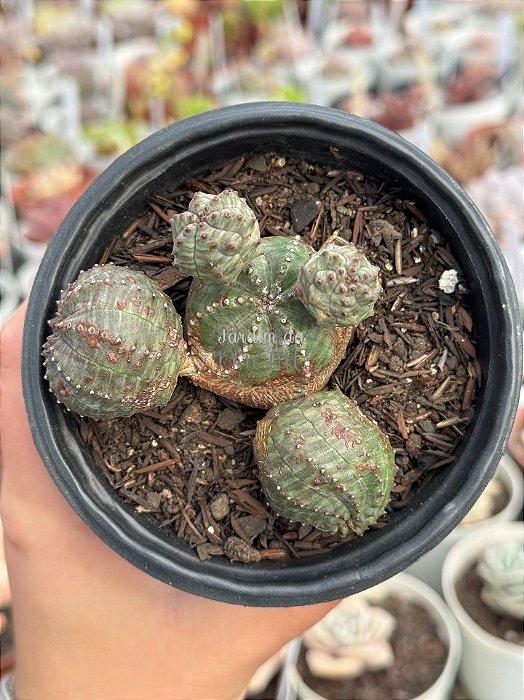 Euphorbia globosa