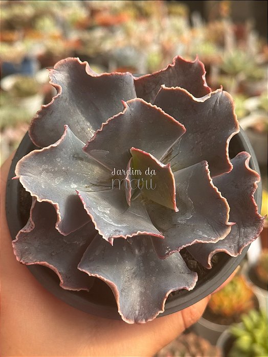Echeveria delphynus M