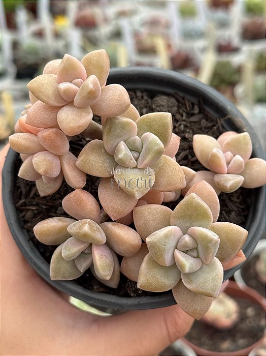 Graptopetalum victor kane (colônia)