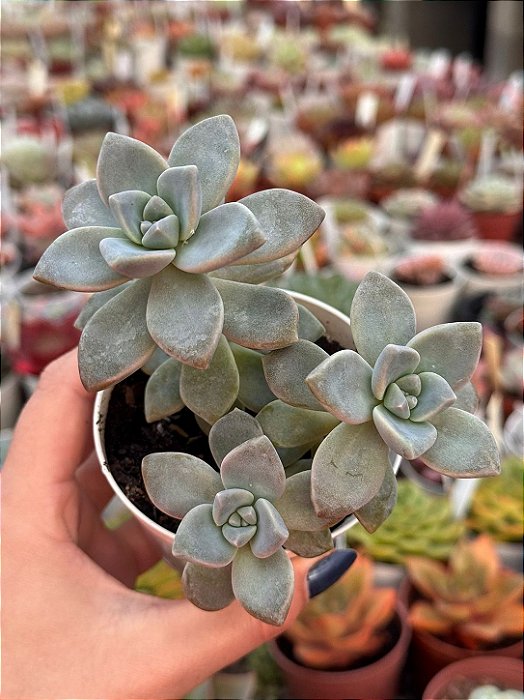 Graptopetalum victor kane