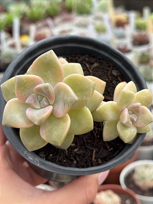 Graptopetalum victor kane (duas cabeças)
