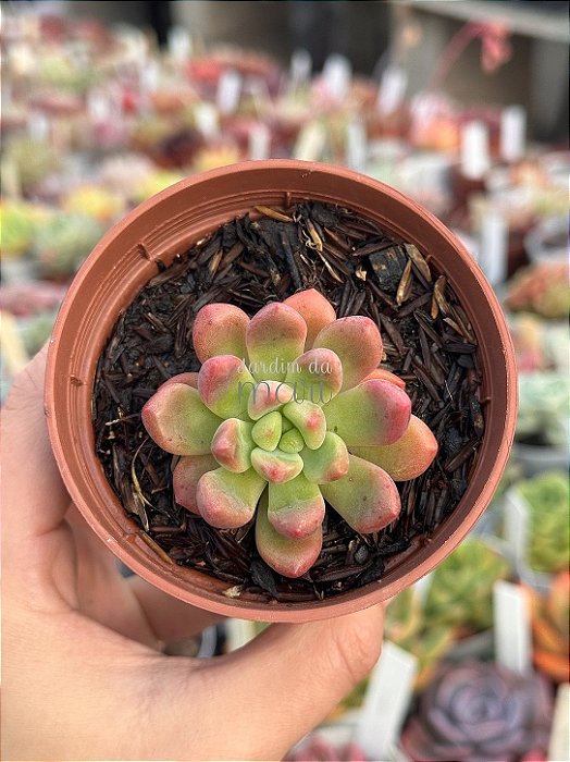 Graptoveria chanel