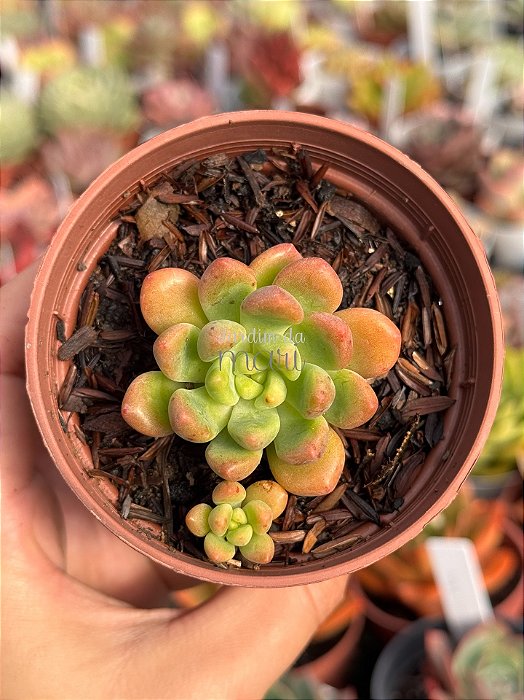 Graptoveria chanel