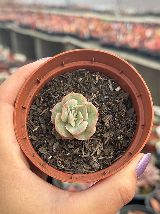 Echeveria hannah