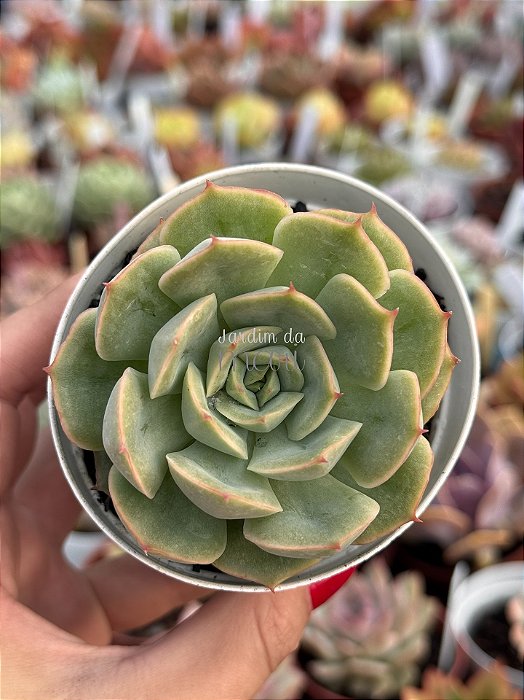 Echeveria hannah