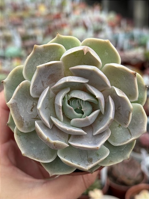 Echeveria lótus