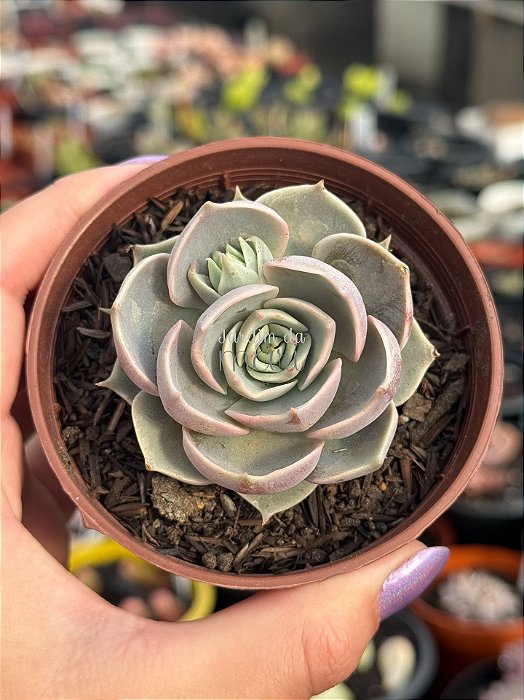 Echeveria lótus