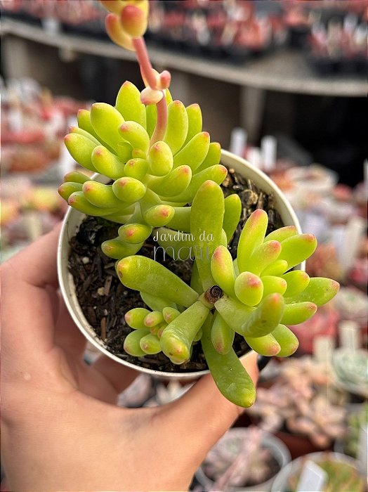 Sedum alice evans