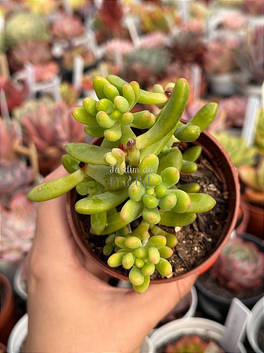 Sedum alice evans