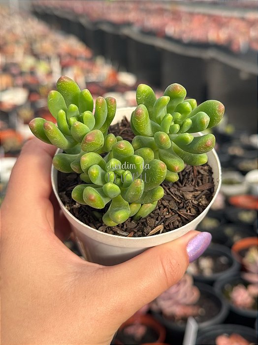 Sedum alice evans