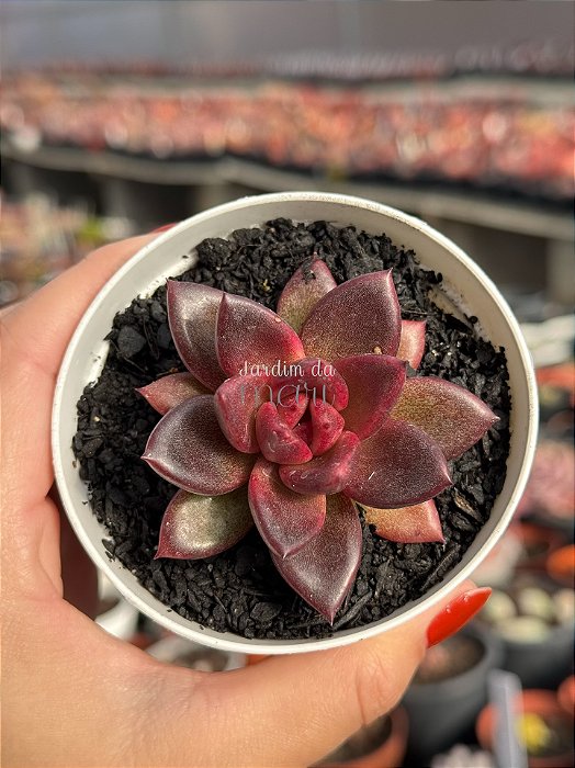Echeveria abundant rose