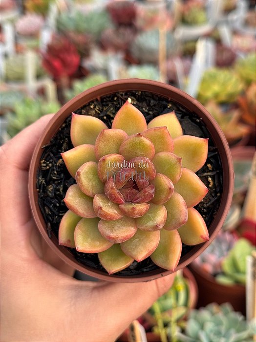 Echeveria purple microstar