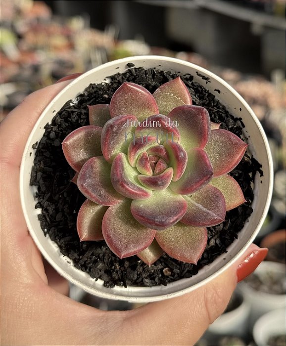 Echeveria purple microstar