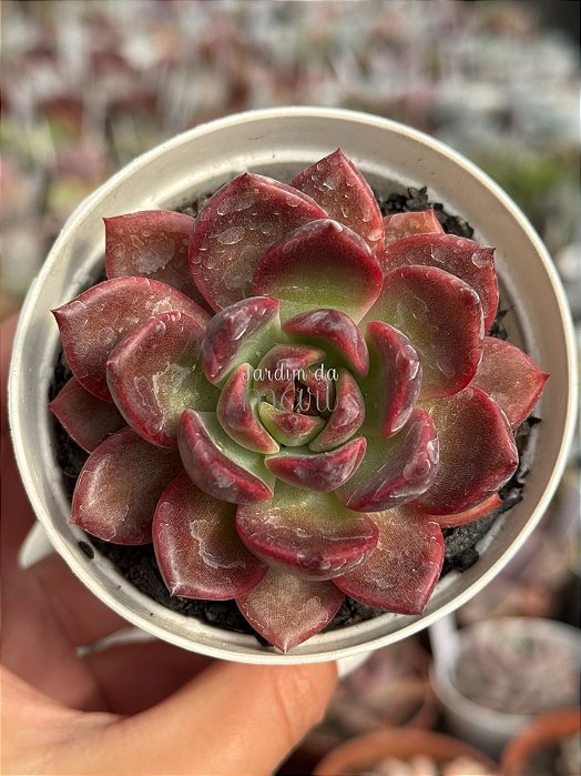 Echeveria purple microstar