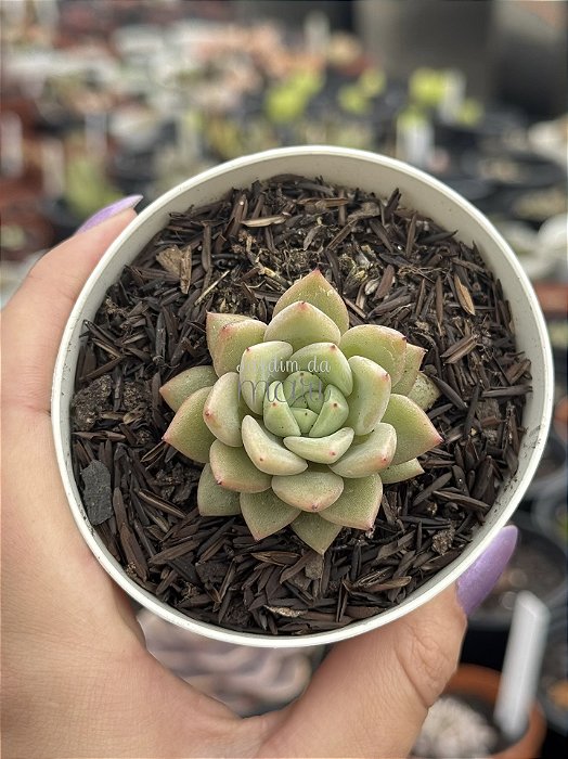 Echeveria agavoides Julieta