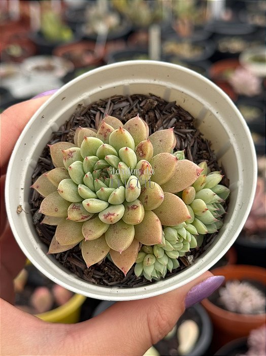 Echeveria tipps