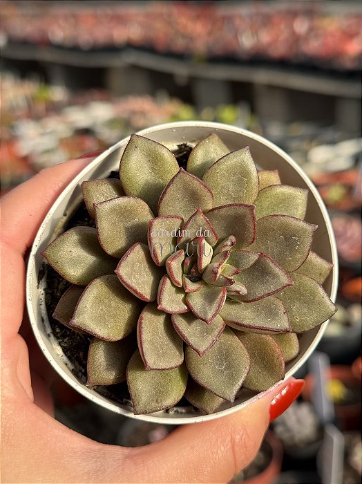 Echeveria venom noir (importada)