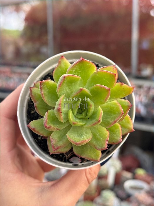 Echeveria lutharis