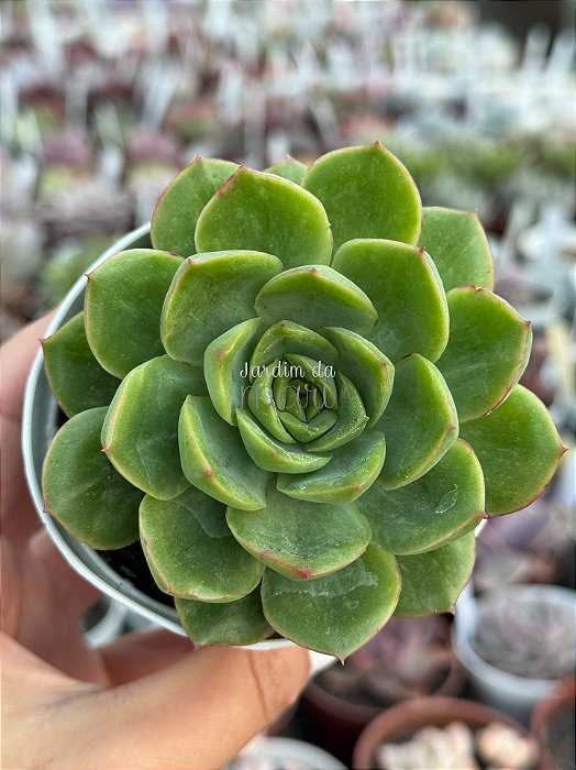 Echeveria lutharis monstruosa