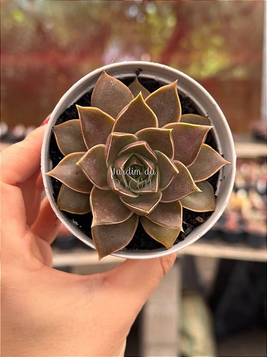 Echeveria imperial (importada)