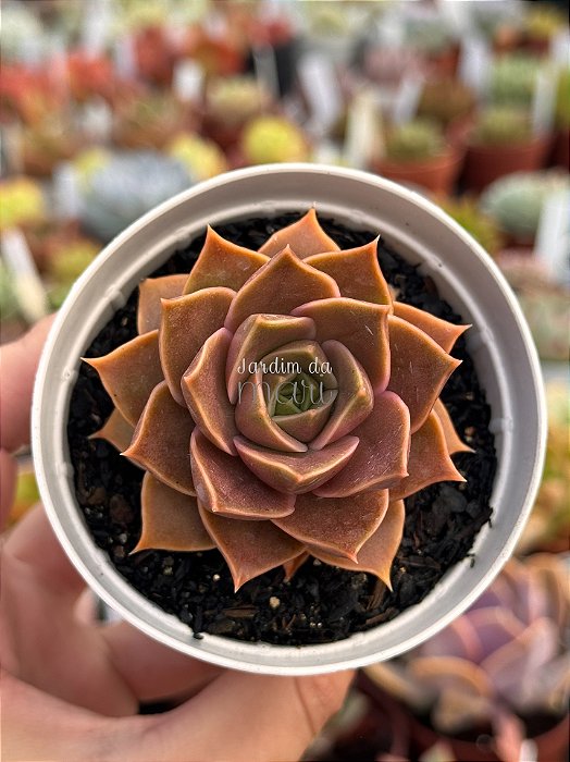Echeveria imperial (importada)
